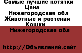 Самые лучшие котятки › Цена ­ 100 - Нижегородская обл. Животные и растения » Кошки   . Нижегородская обл.